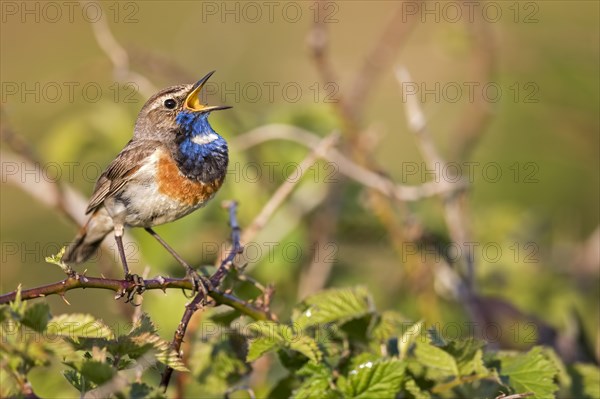 Bluethroat