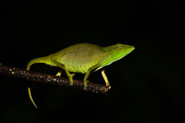 Glaw's chameleon