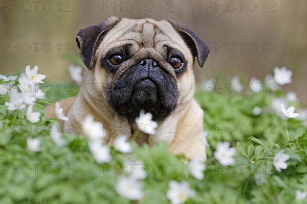Pug lying in meadow with wood anemones