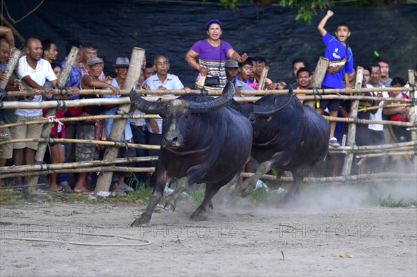 Two water buffalos