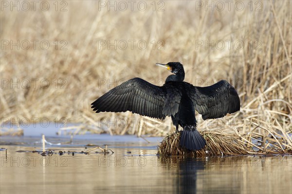 Great cormorant