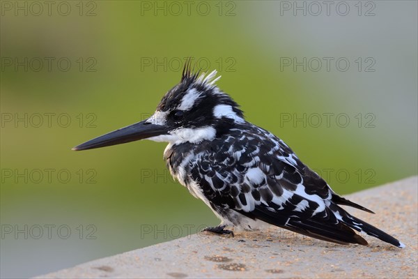 Pied Kingfisher