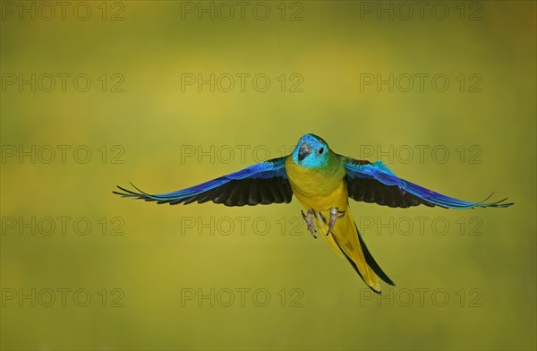 Turquoise parrot