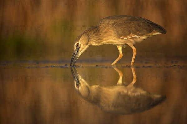 Black-crowned night heron