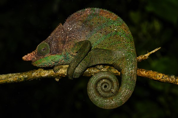 O'Shaughnessy's chameleon