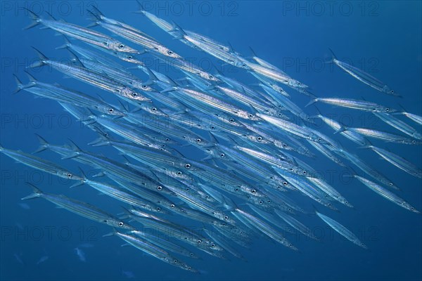 Bigeye barracuda