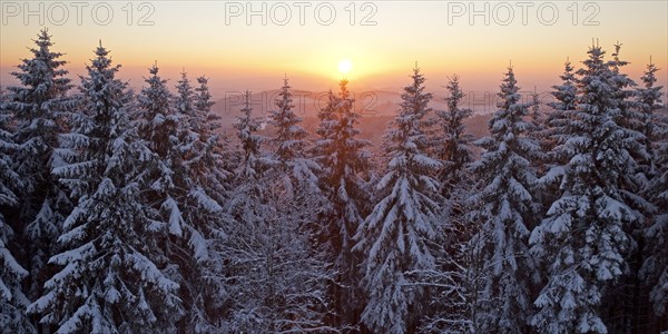 Snow covered spruce trees at sunset in winter