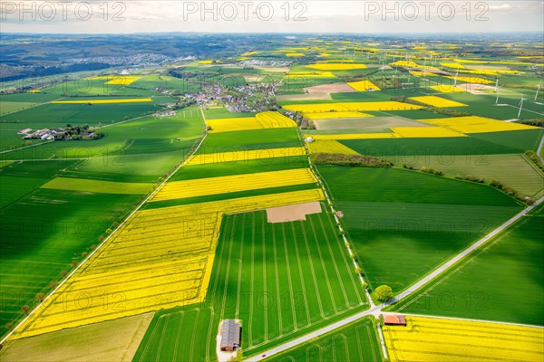 Flowering yellow rape fields