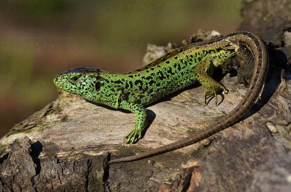 Male sand lizard