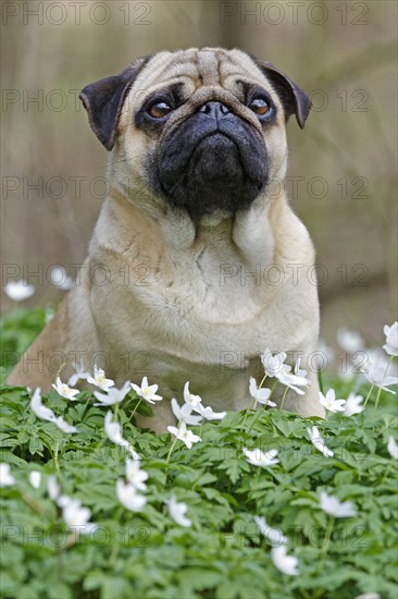 Pug sitting in meadow with wood anemones