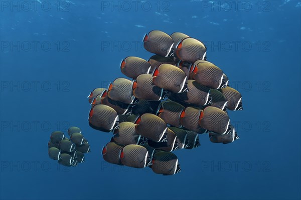 School of red-tailed butterfly fish