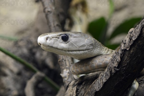 Black Mamba