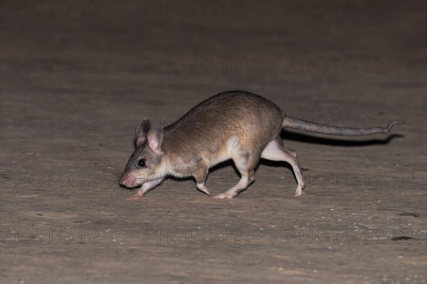 Malagasy giant rat