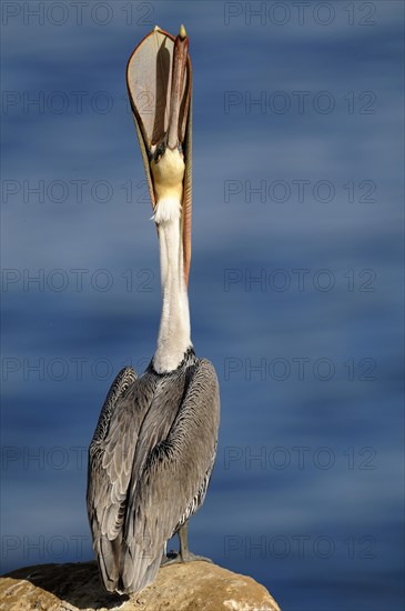 Brown Pelican