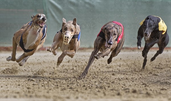 Greyhound race