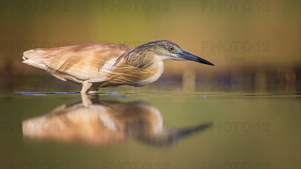 Squacco heron