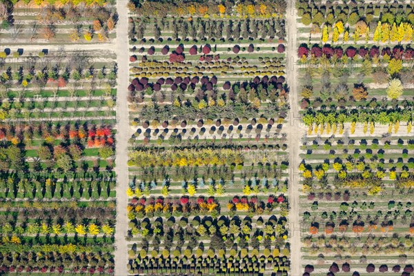 Colourful rows of autumnally coloured trees in a tree nursery