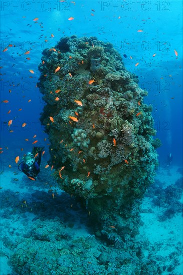 Female scuba diver with a school of Longspine anthias (Pseudanthias squamipinnis) at Coral pillar