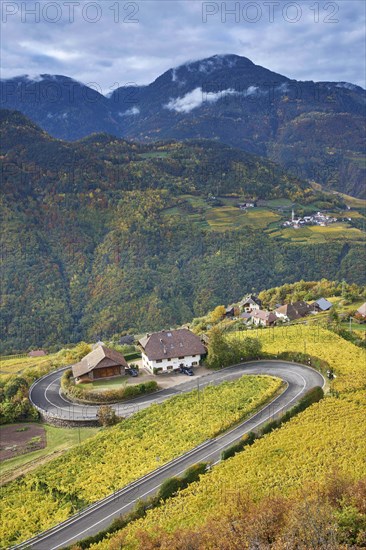 Serpentine with vineyards in autumn at Ritten