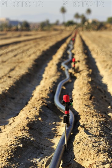 Sprinkler on an irrigation pipe