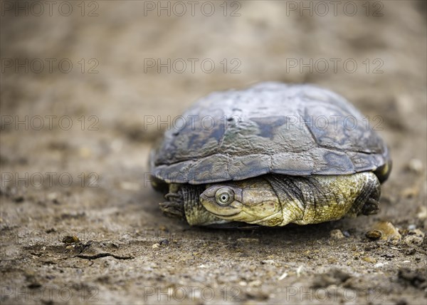 African helmeted turtle