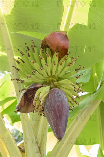 Banana tree (Musa sp.)
