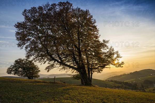 Wood pasture beeches (fagus) in autumn in front of hilly landscape