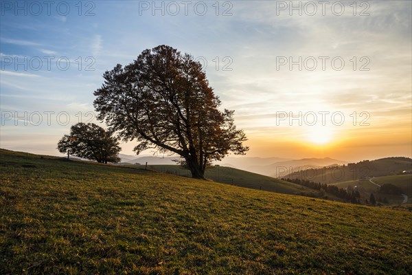 Wood pasture beeches (fagus) in autumn in front of hilly landscape