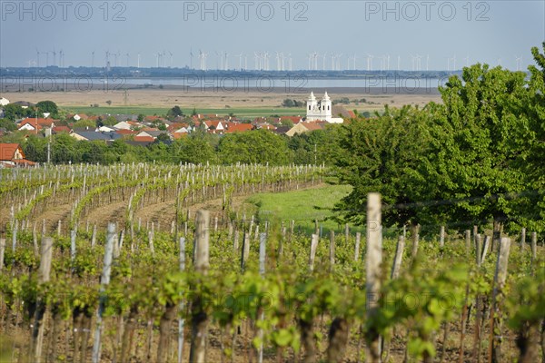 Vineyard