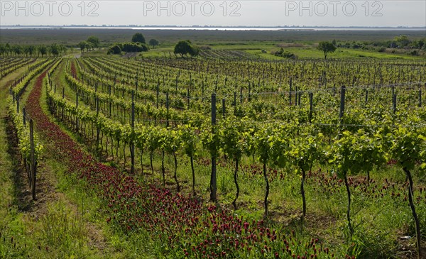 Vineyard