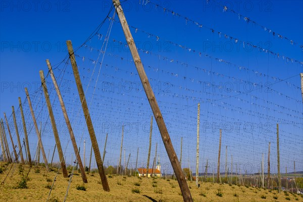 Hop fields