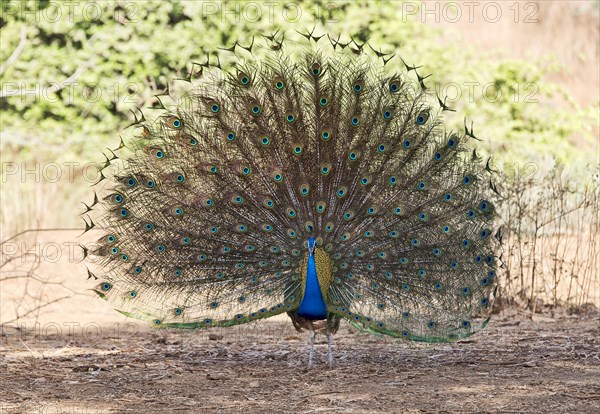 Indian peafowl