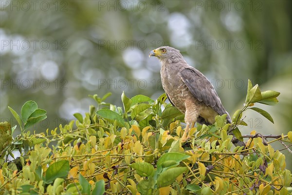 Perched Roadside hawk (rupornis magnirostris)