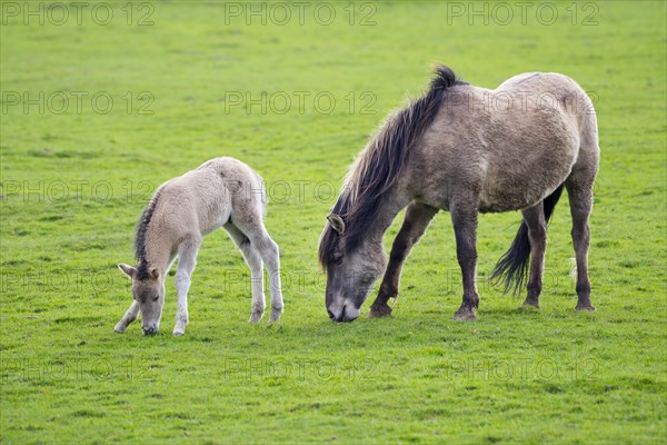 Tarpan (Equus ferus gmelini