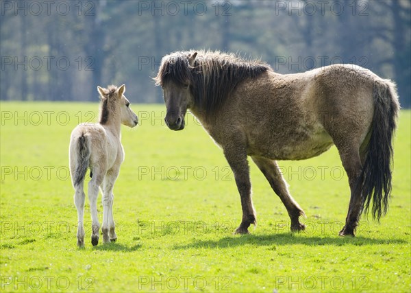 Tarpan (Equus ferus gmelini