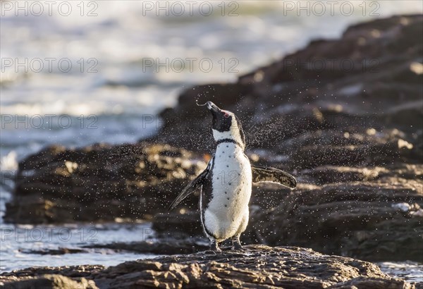 African penguin (Speniscus demersus) shaking water from feathers
