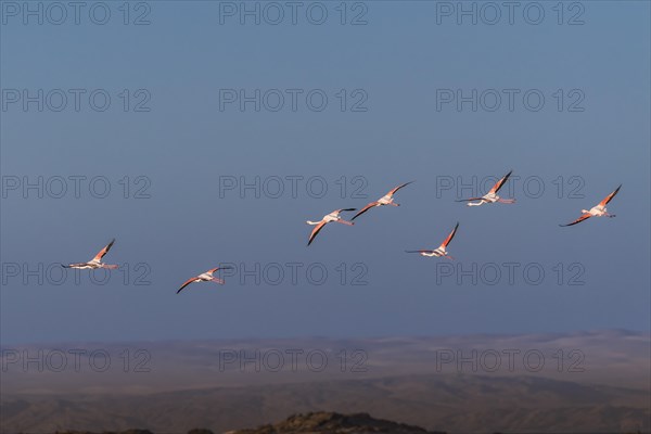 Pink flamingos (Phoenicopterus roseus)