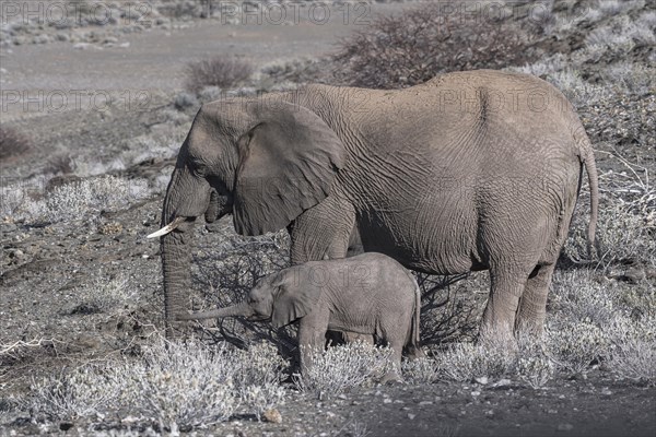 African bush elephants (Loxodonta africana)