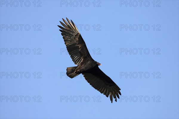 Turkey vulture (Cathartes aura) on the fly