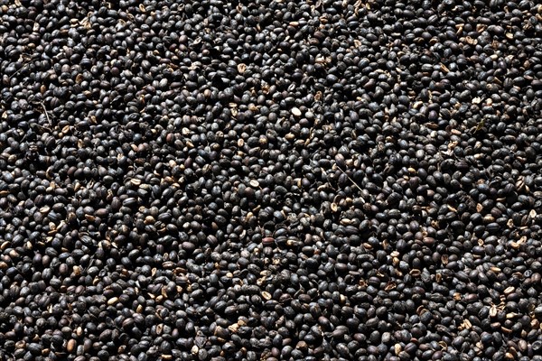 Coffee beans drying outside