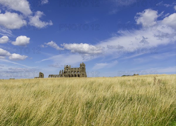 Ruin of the Abbey of Whitby