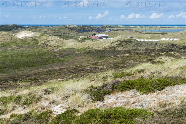Dune landscape