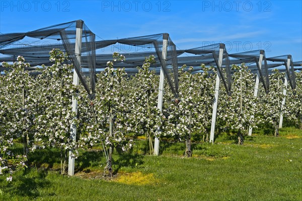 Intensively managed apple tree plantation in low trunk culture during flowering