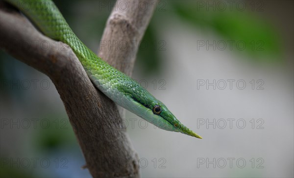 Rhinoceros ratsnake (Gonyosoma boulengeri)