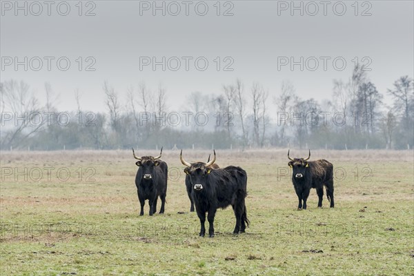 Heck cattle