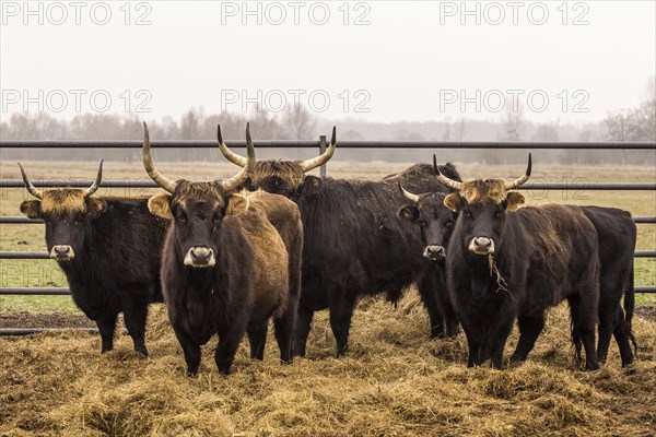 Heck cattle