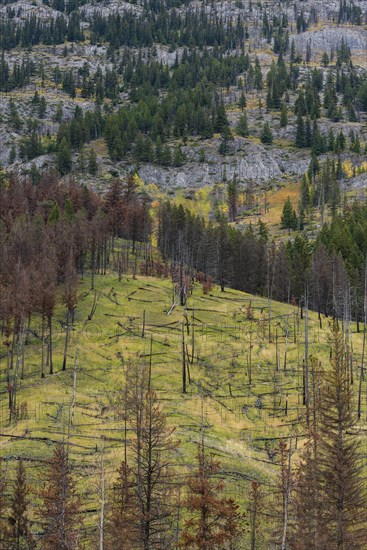 Prescribed forest fire site of 1993