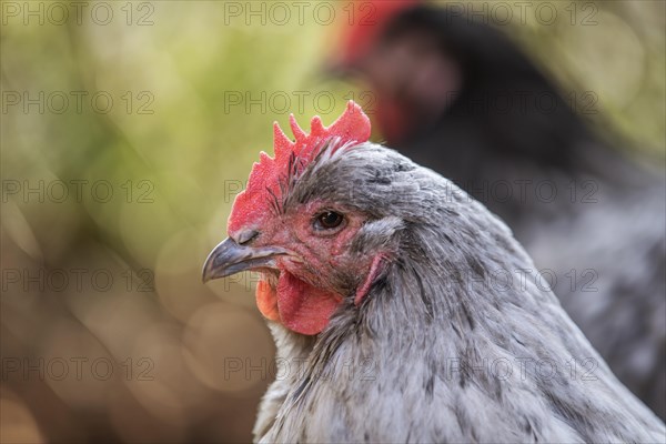 White Domestic Chicken (Gallus gallus domesticus)