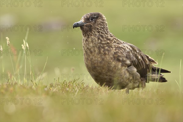 Great skua (Stercorarius skua)