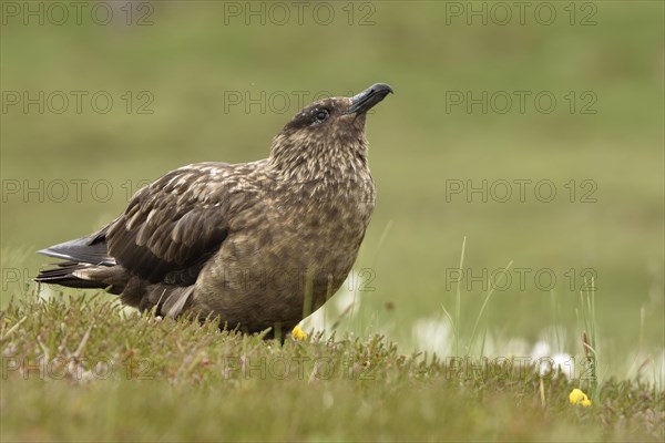 Great skua (Stercorarius skua)